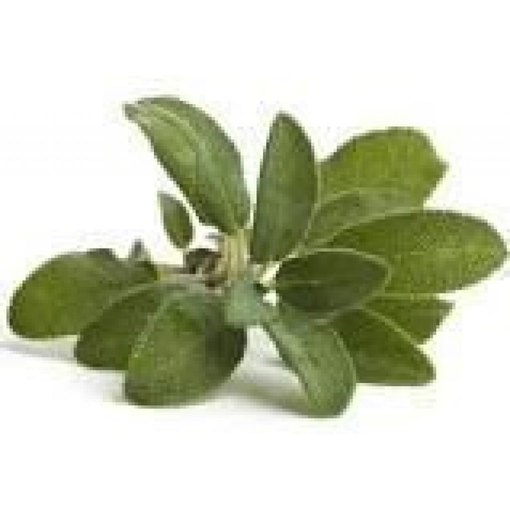 IDROLATO DI SALVIA OFFICINALE NATURALE PURO SPRAY 100 ml