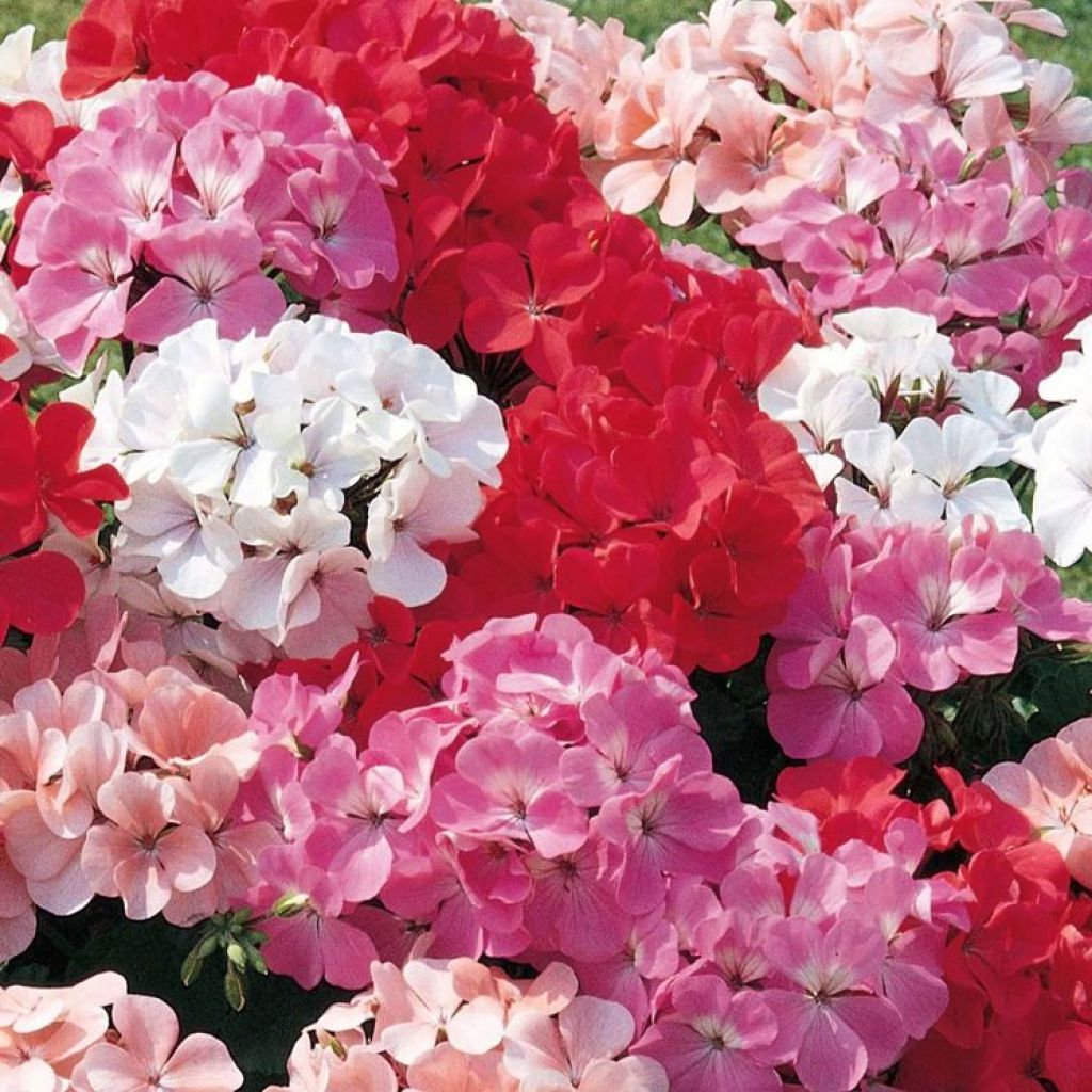 MIX FIORITO PER DIFFUSORE 15 ml