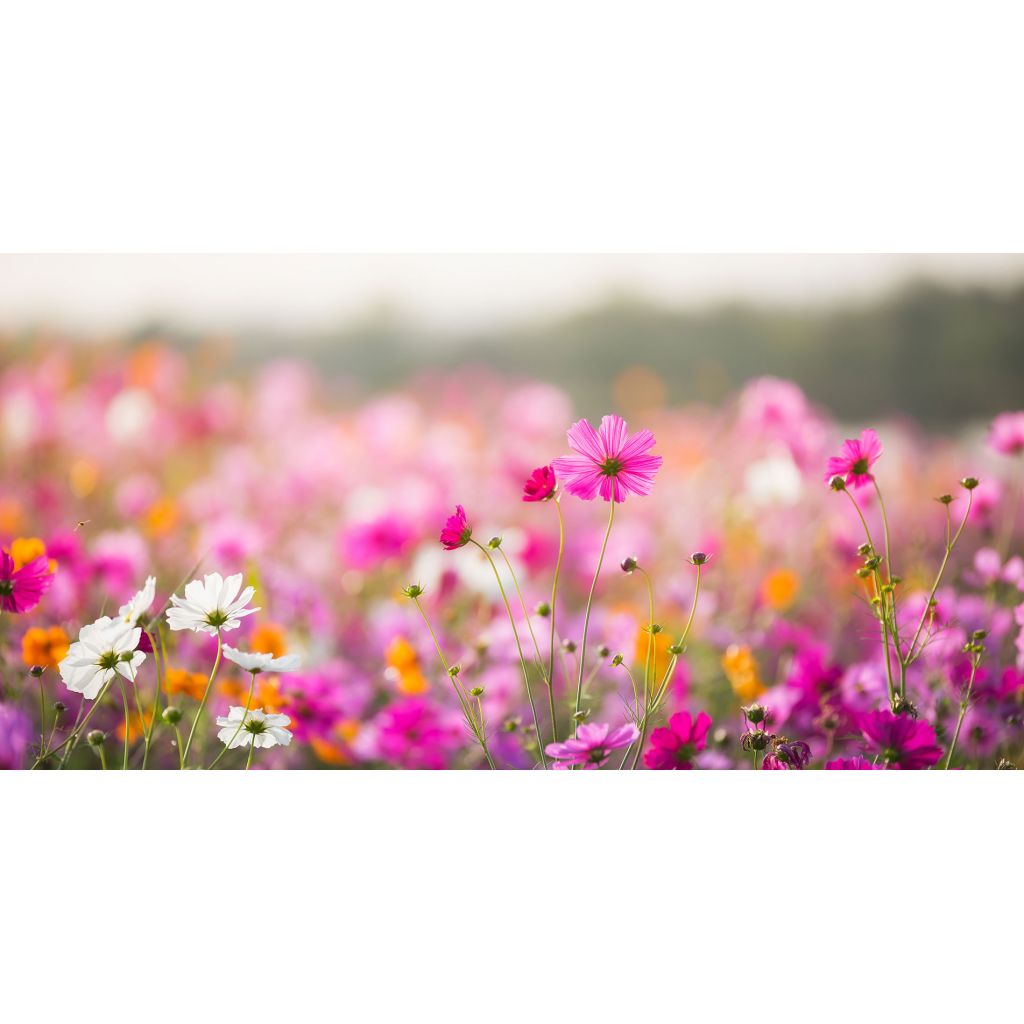 SINERGIA PRIMAVERA 15 ml