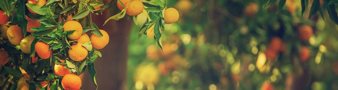 Azienda agricola SPES