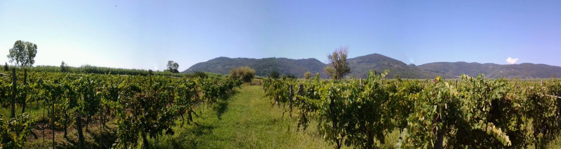 Vini Azienda bioagricola Paolo Armando Nardi