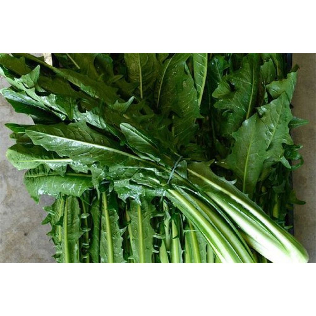 Cicoria selvatica (a mazzi)