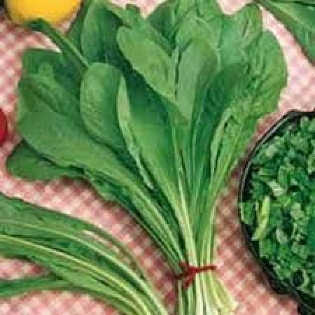 Cicorietta a mazzi rossa italiana