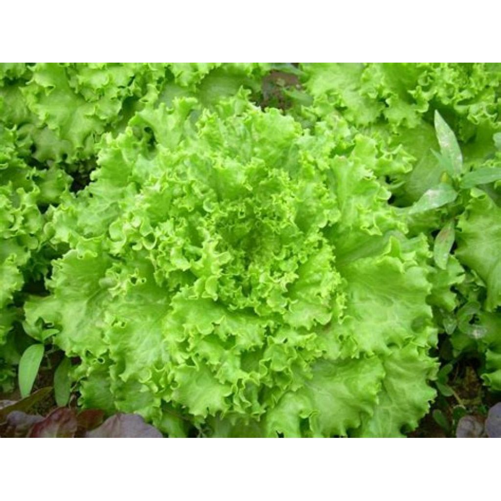 Insalata gentilina rossa o verde