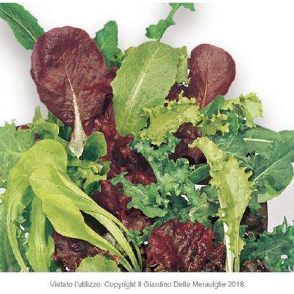 Misticanza (radicchi ed insalatina)