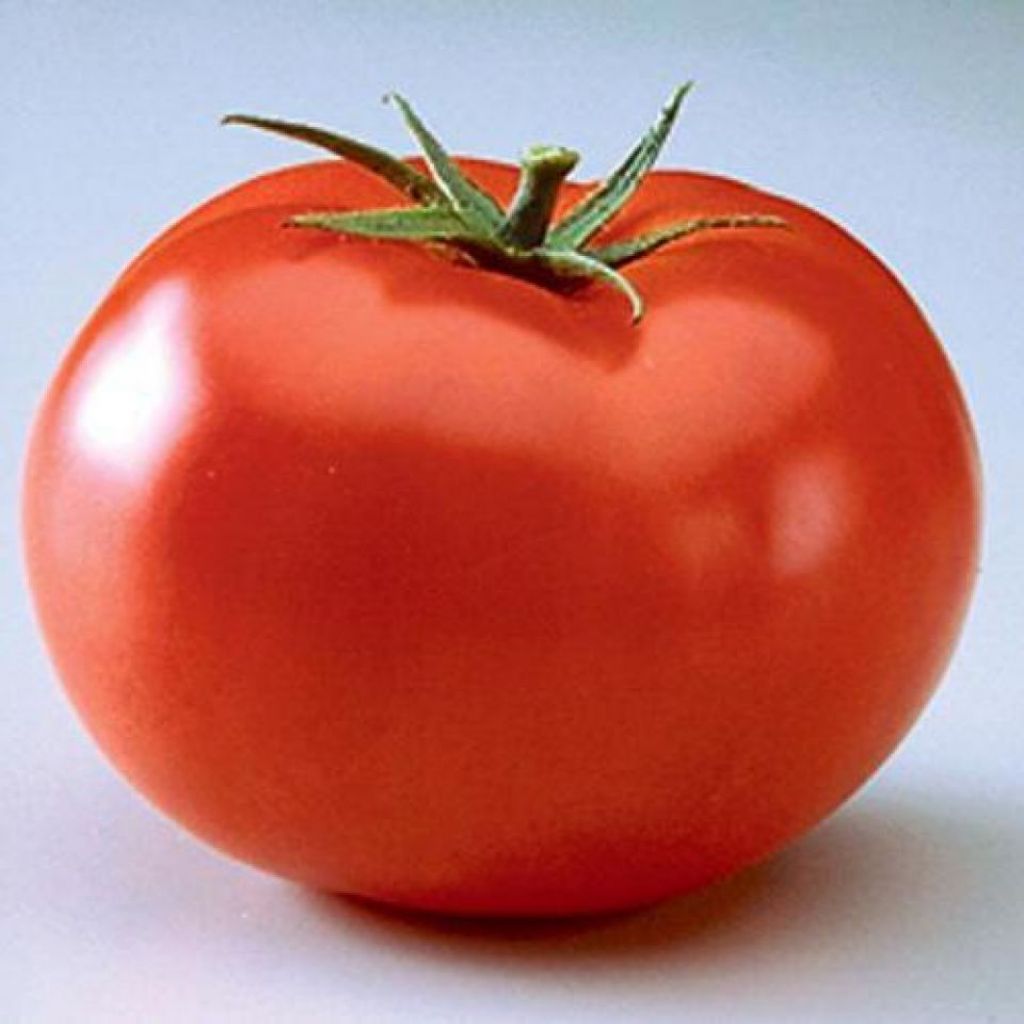 Pomodori (grandi da insalata)