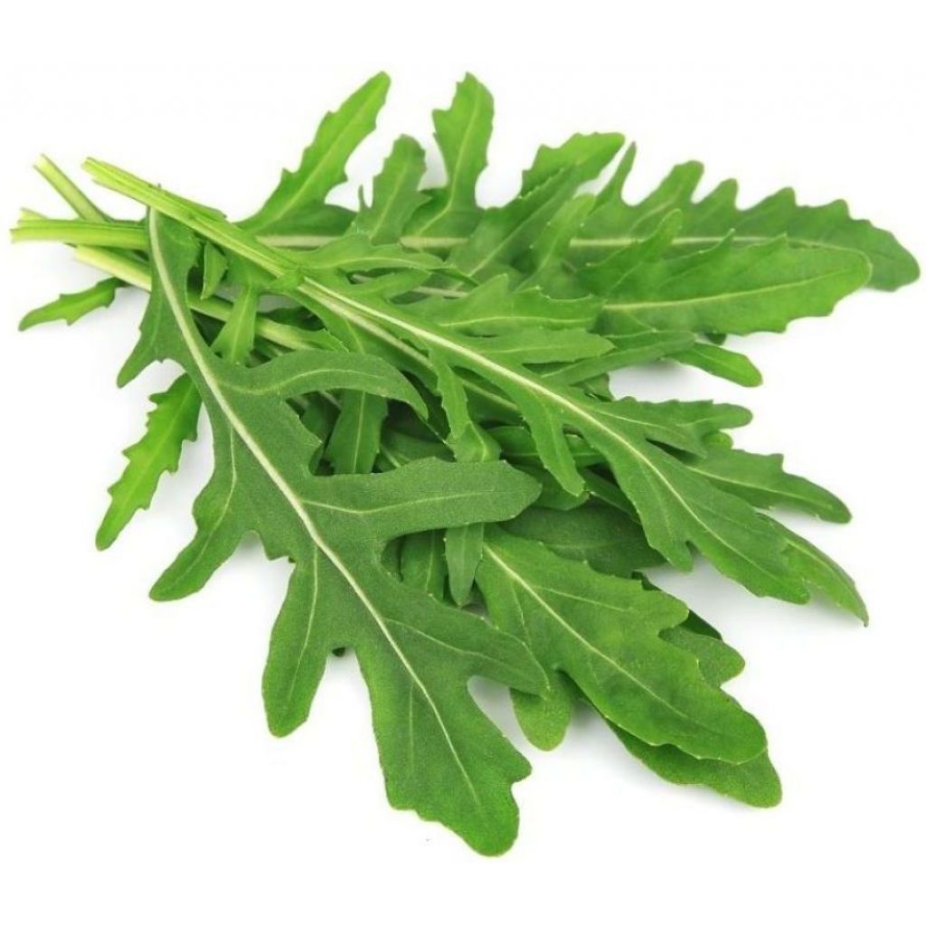 Rucola (1mazzo)