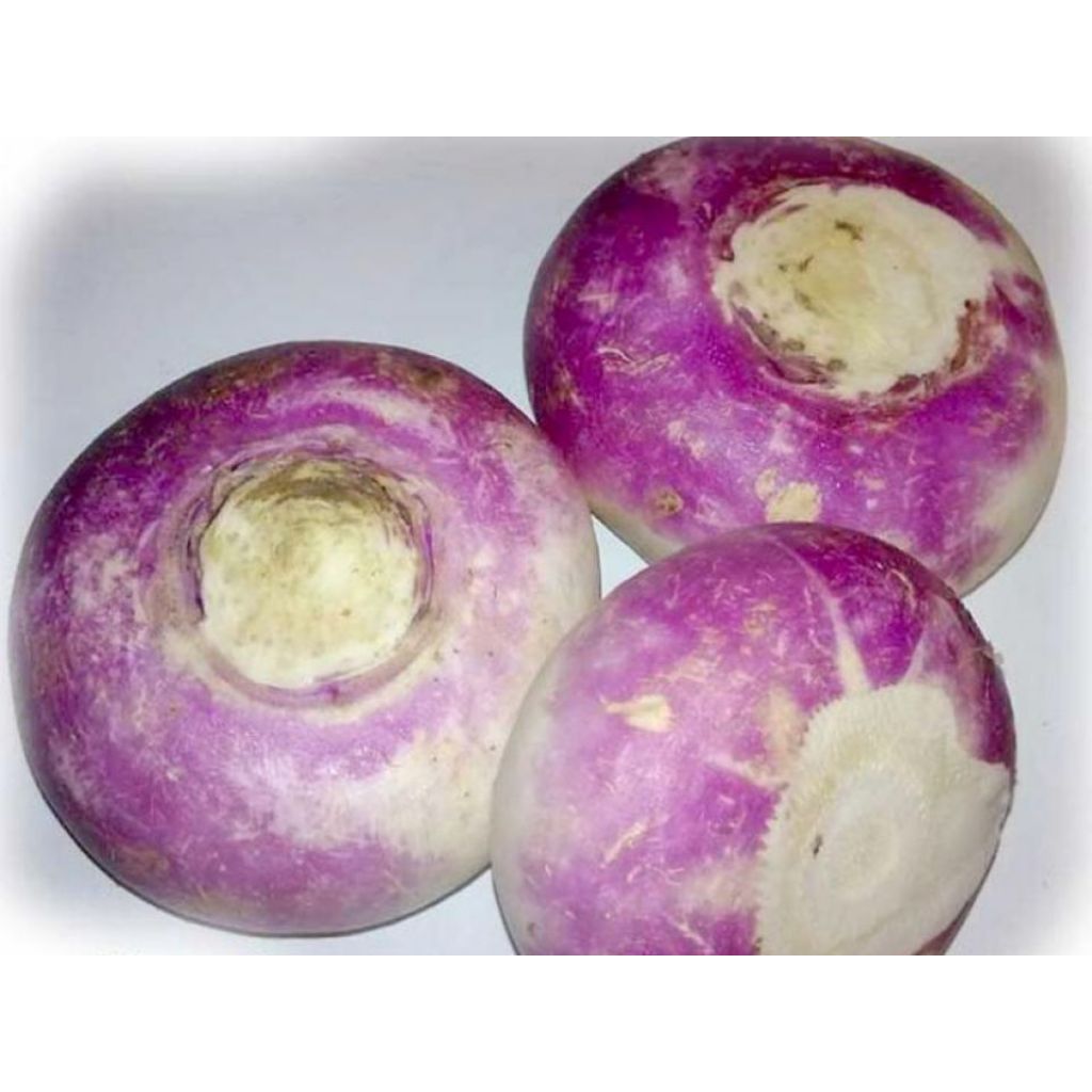 Rapa bianca Milano dal colletto viola (al mazzo)