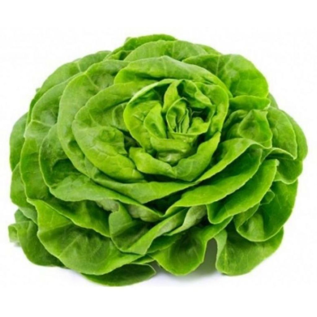 Insalata trocadero (tonda)