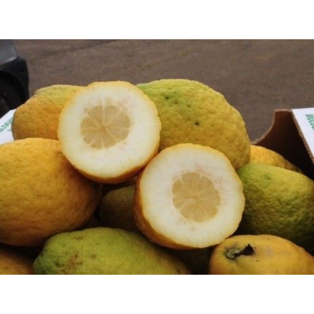 Scatola Cedro Biologiche
