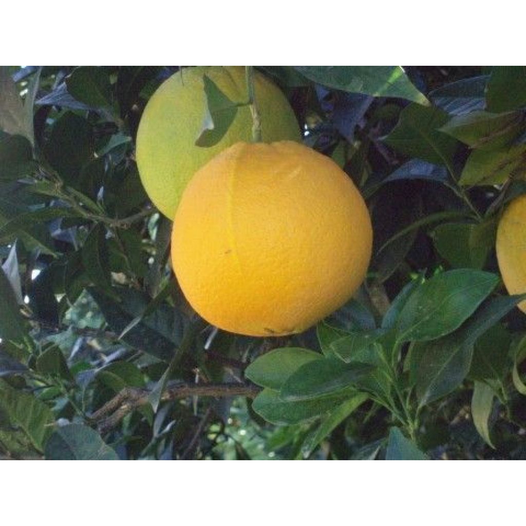 Box of oranges Blondes from Pasto Biological