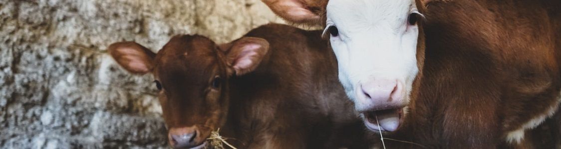 Caseificio Azienda Agricola L'Avvenire
