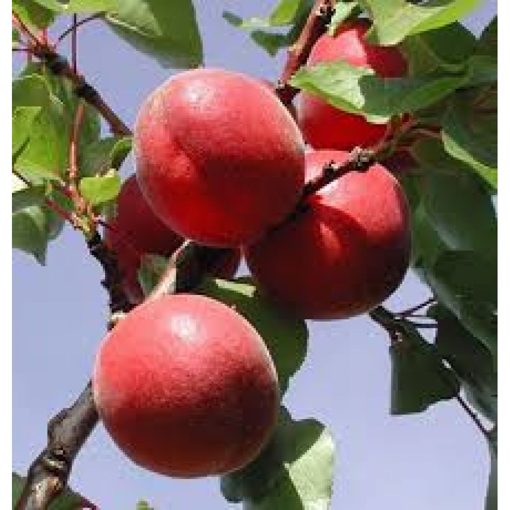 Albicocche rosse Rubista