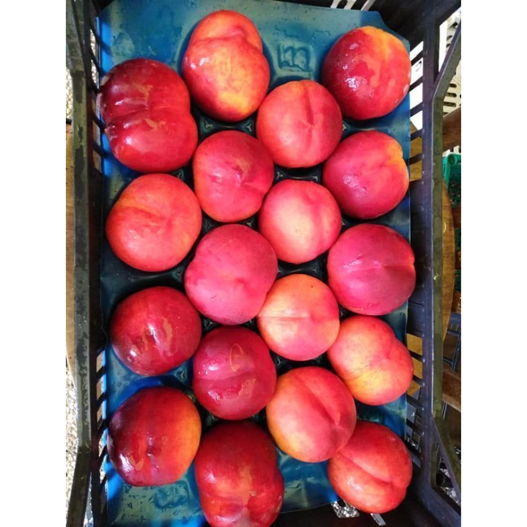 Nettarine padella 4 Kg.