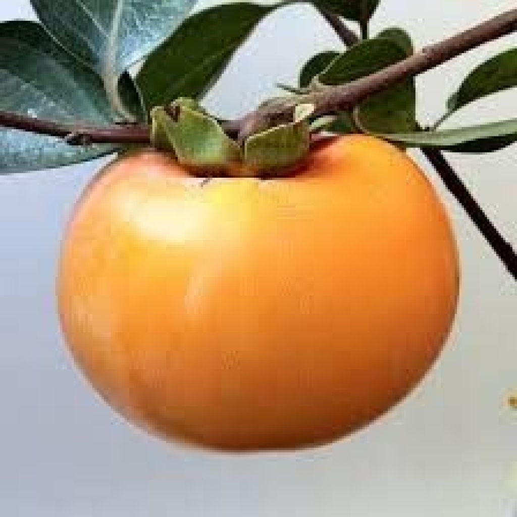 CACHI di nostra produzione BIOLOGICI.