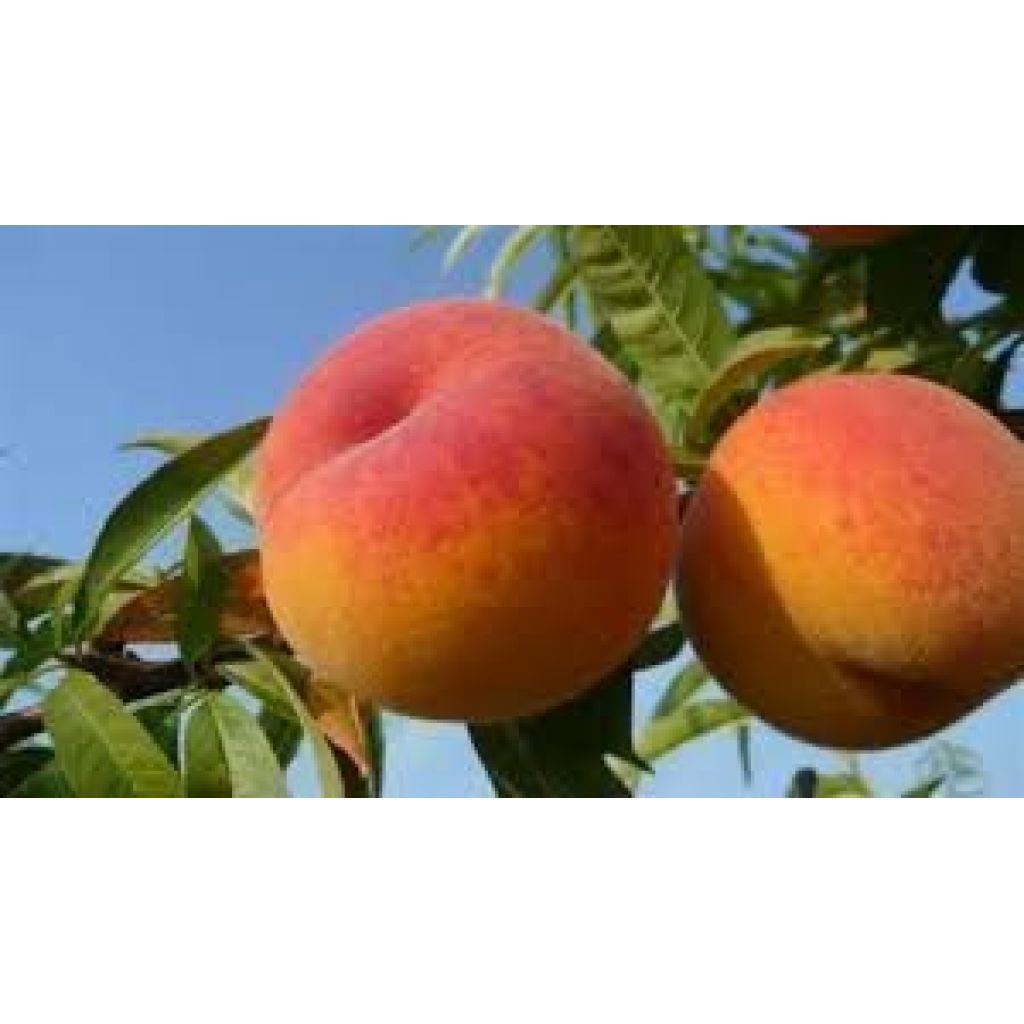 Pesche da marmellata o da sciroppare