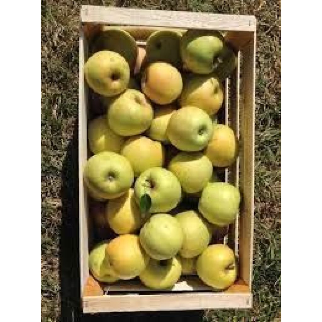 Confezione 3 Kg. mele golden