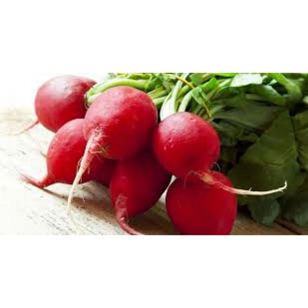 Ravanelli rossi in mazzetto