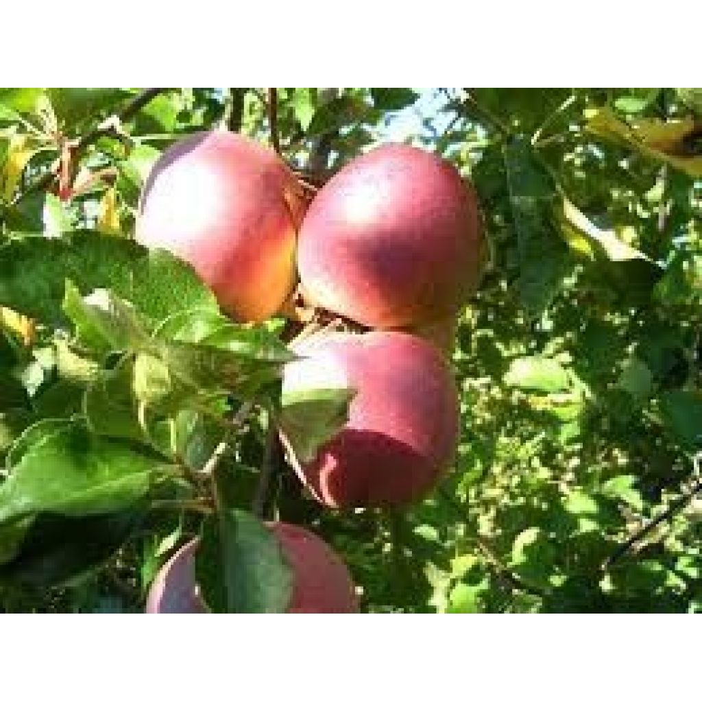 Fuji apples