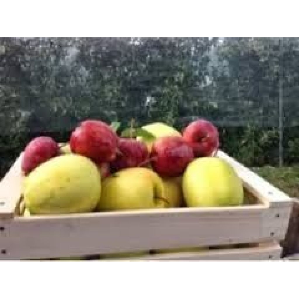 1 Casettina di Mele assortita 6 Kg.
