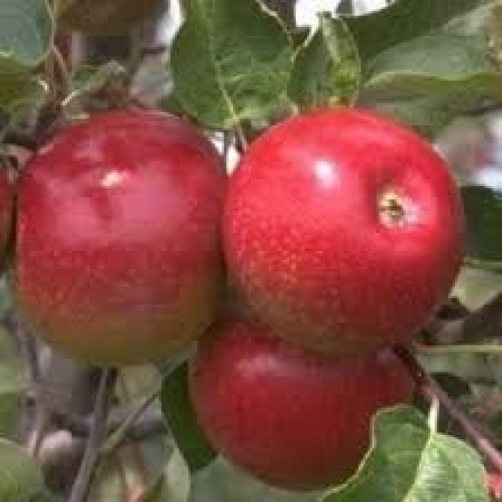 Cassettina Mele Abbondanza