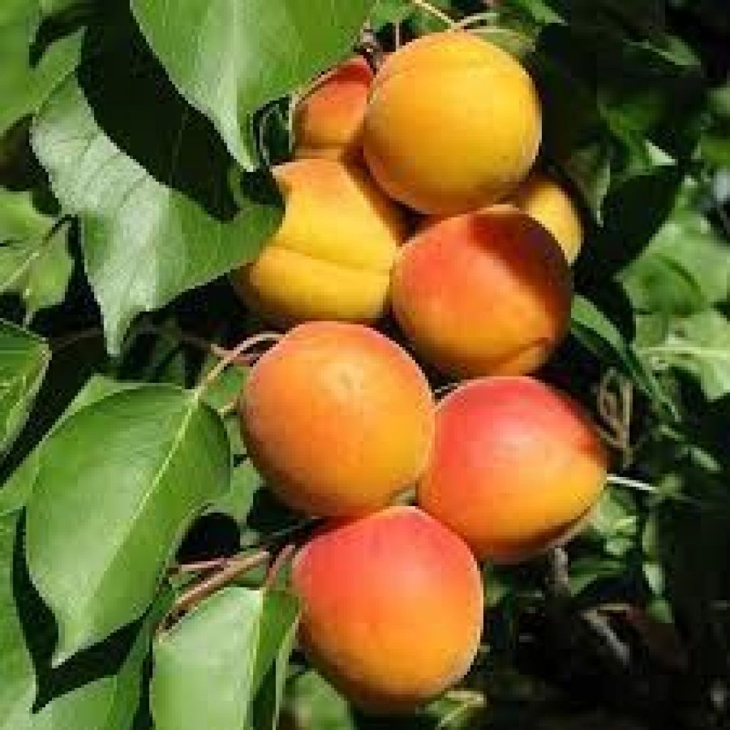 Albicocche da marmellata