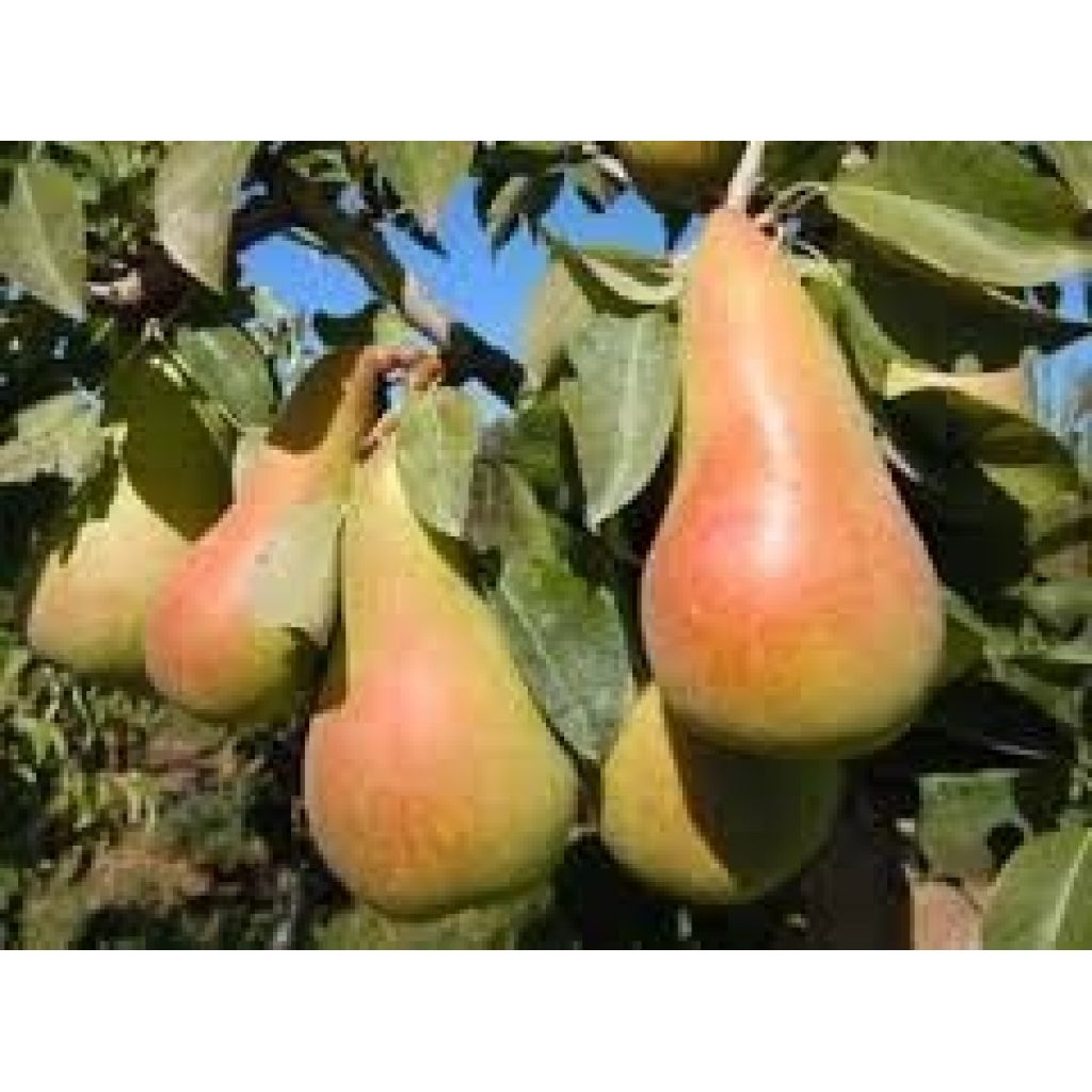 Padella da 5 Kg. Pere Abate