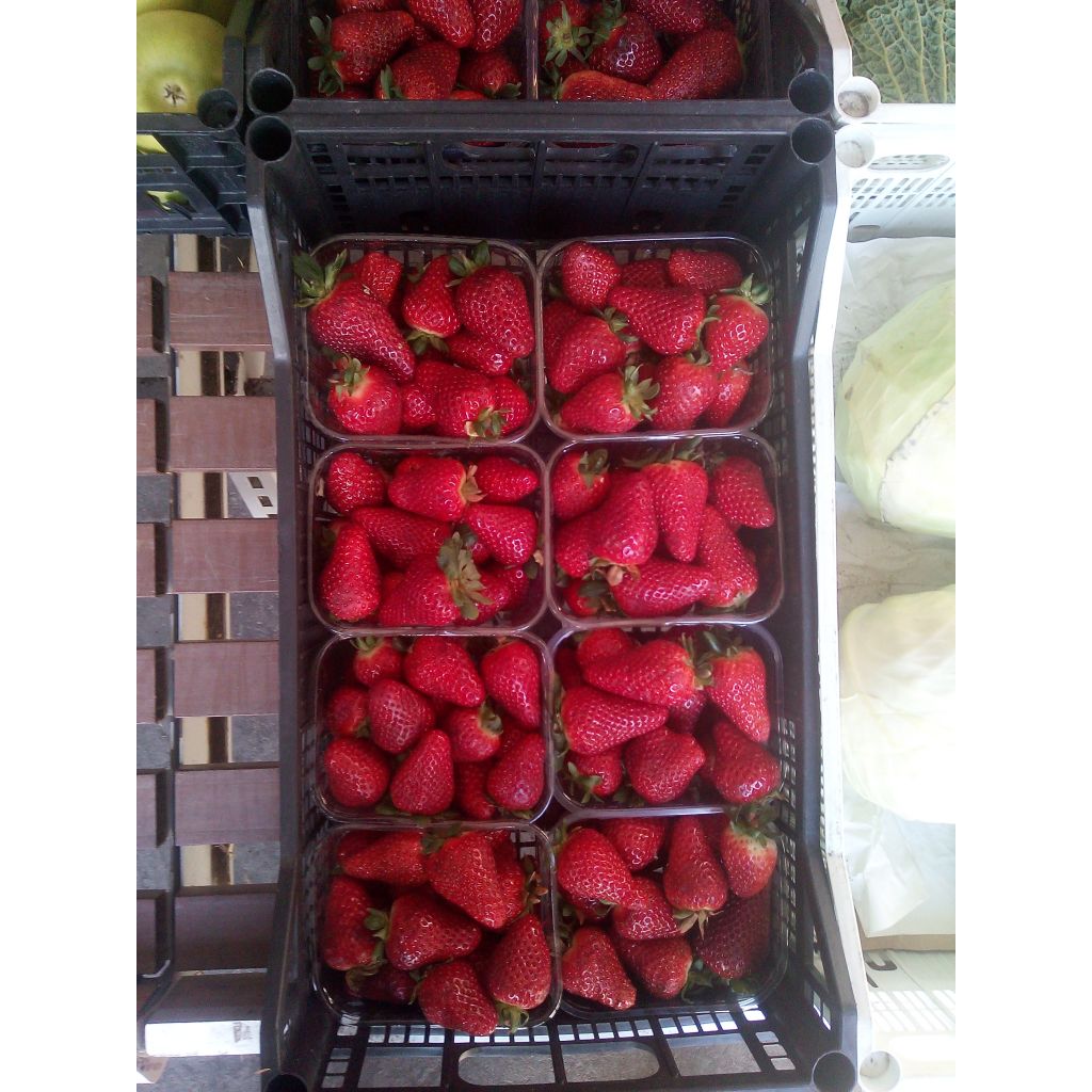 Strawberry varieties Asia