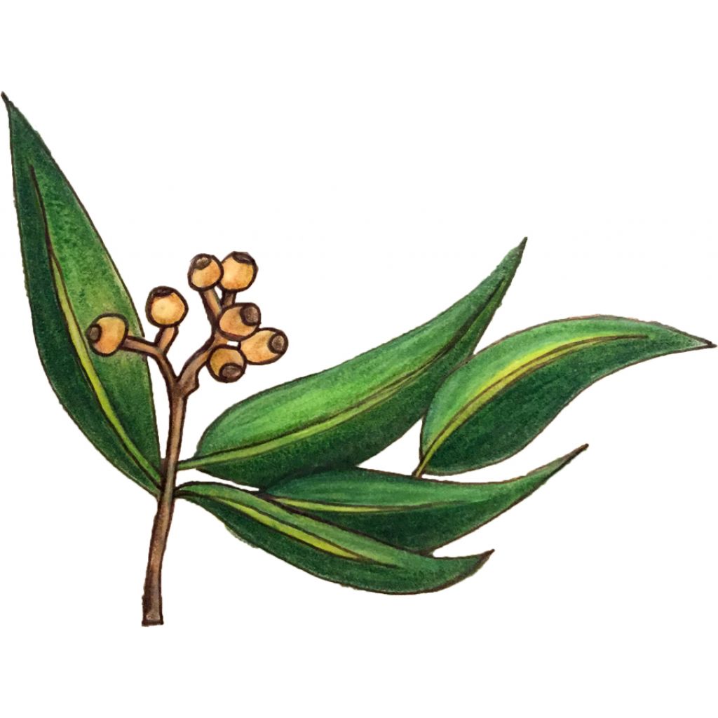 OLIO ESSENZIALE EUCALIPTO RADIATA BIOLOGICO