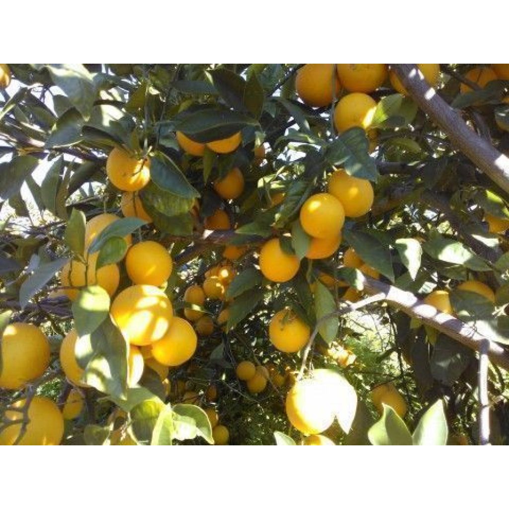 Arance Tarocco dell'Etna da tavola