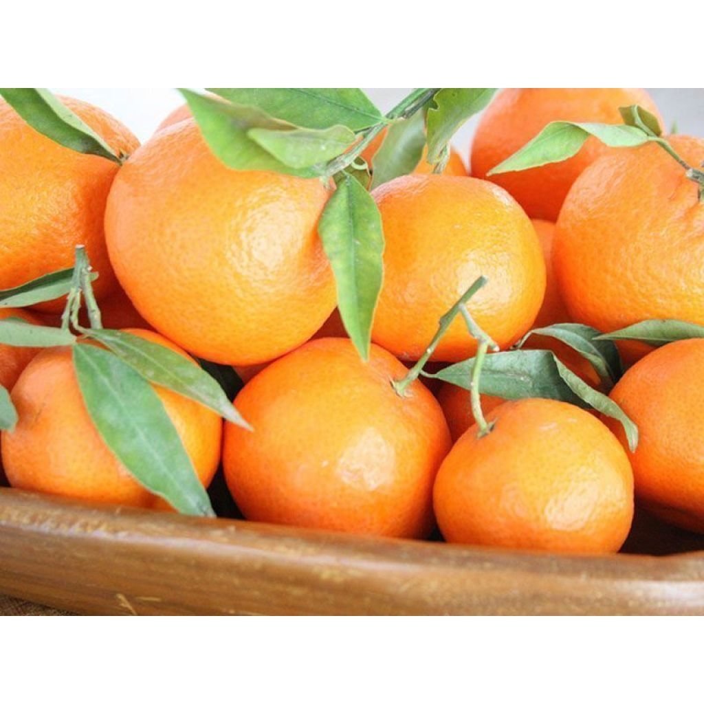 Clementine di Sibari - Cassetta da 10 Kg