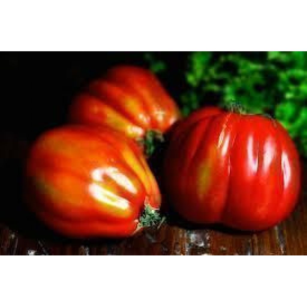 Pomodoro cuore di bue