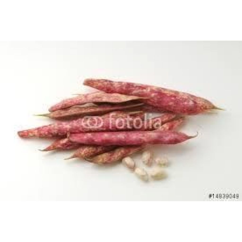 Fagiolo borlotto fresco