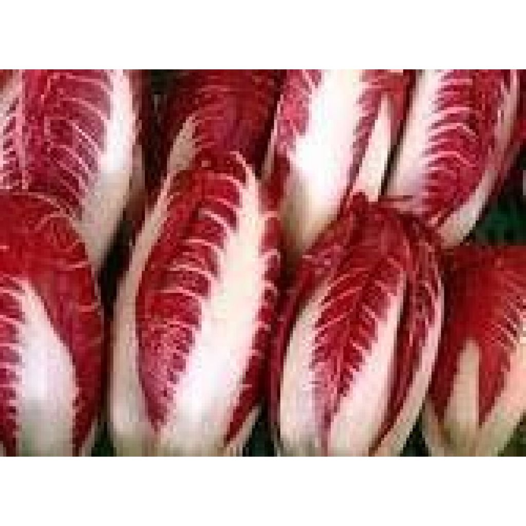 Radicchio Trevisano rosso lungo