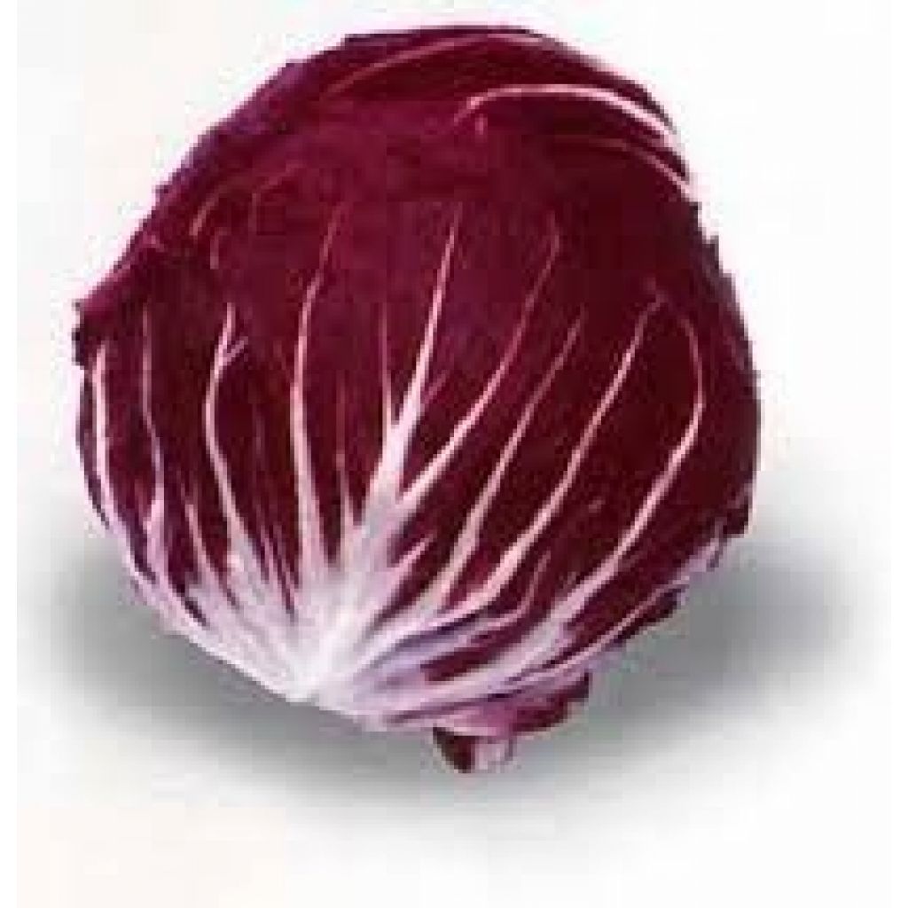 Radicchio rosso a palla