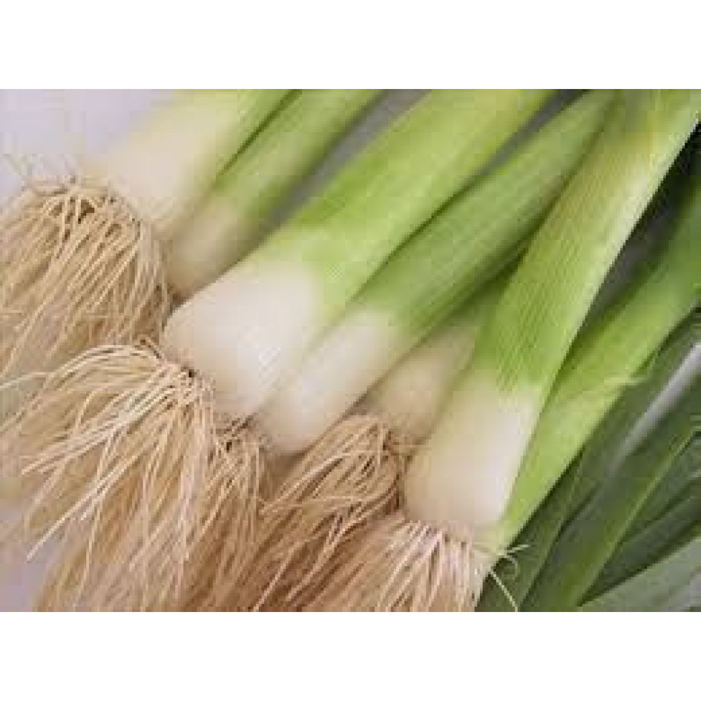 Porro in mazzi da 500 grammi