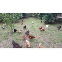 10289876_933771836633057_5072567214256095649_n