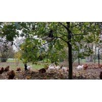 10491116_901041803239394_3517537780914814868_n