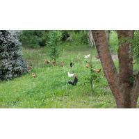 11889640_518291368318908_3319227155716877738_n