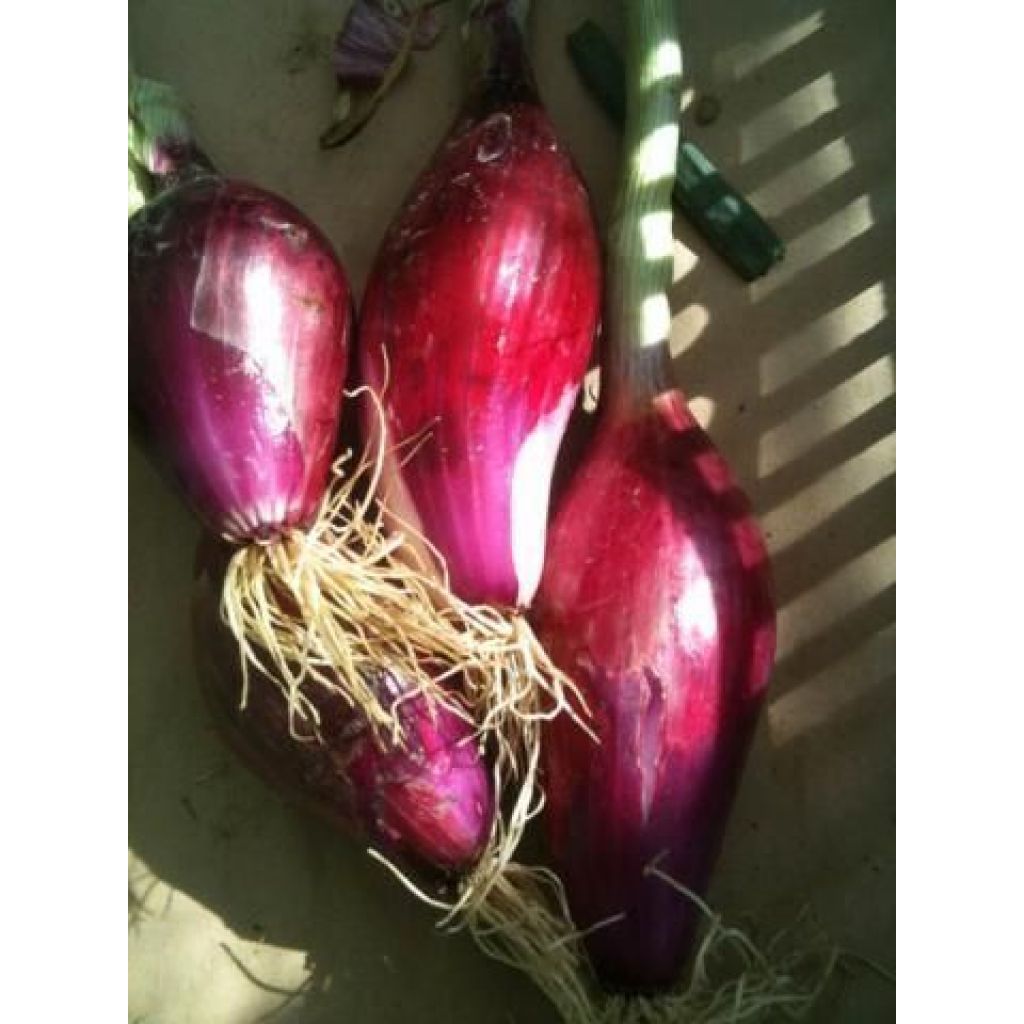 CIPOLLE ROSSE variet&agrave; Fiorenza