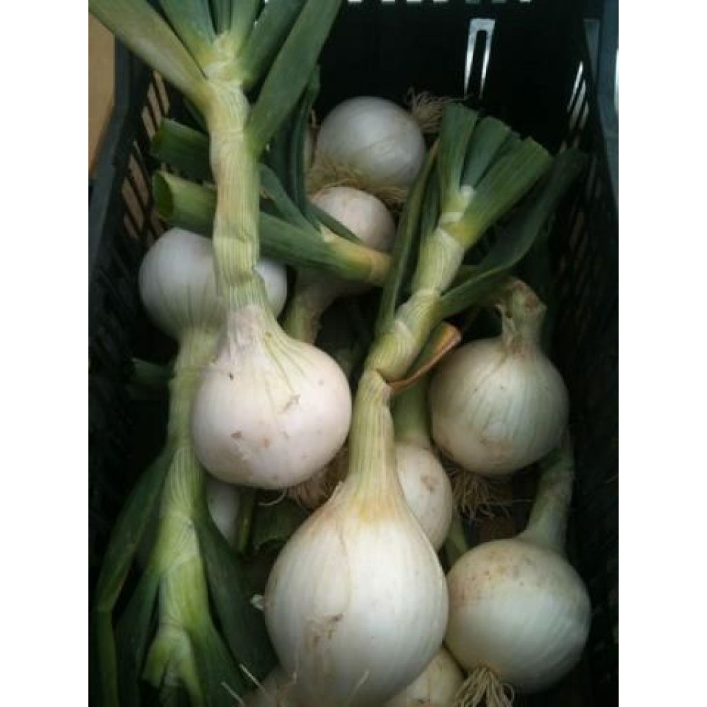 CIPOLLE BIANCHE