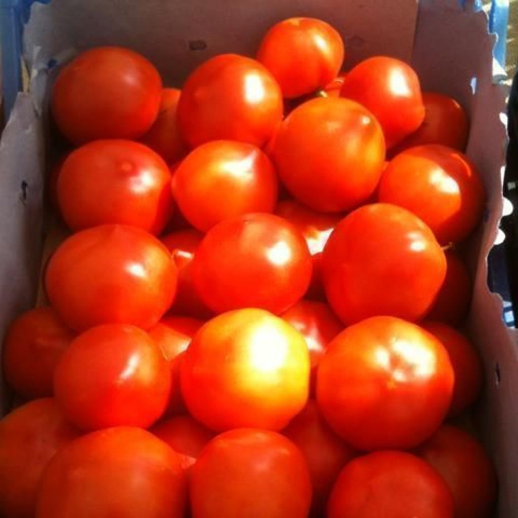 POMODORO TONDO ROSSO