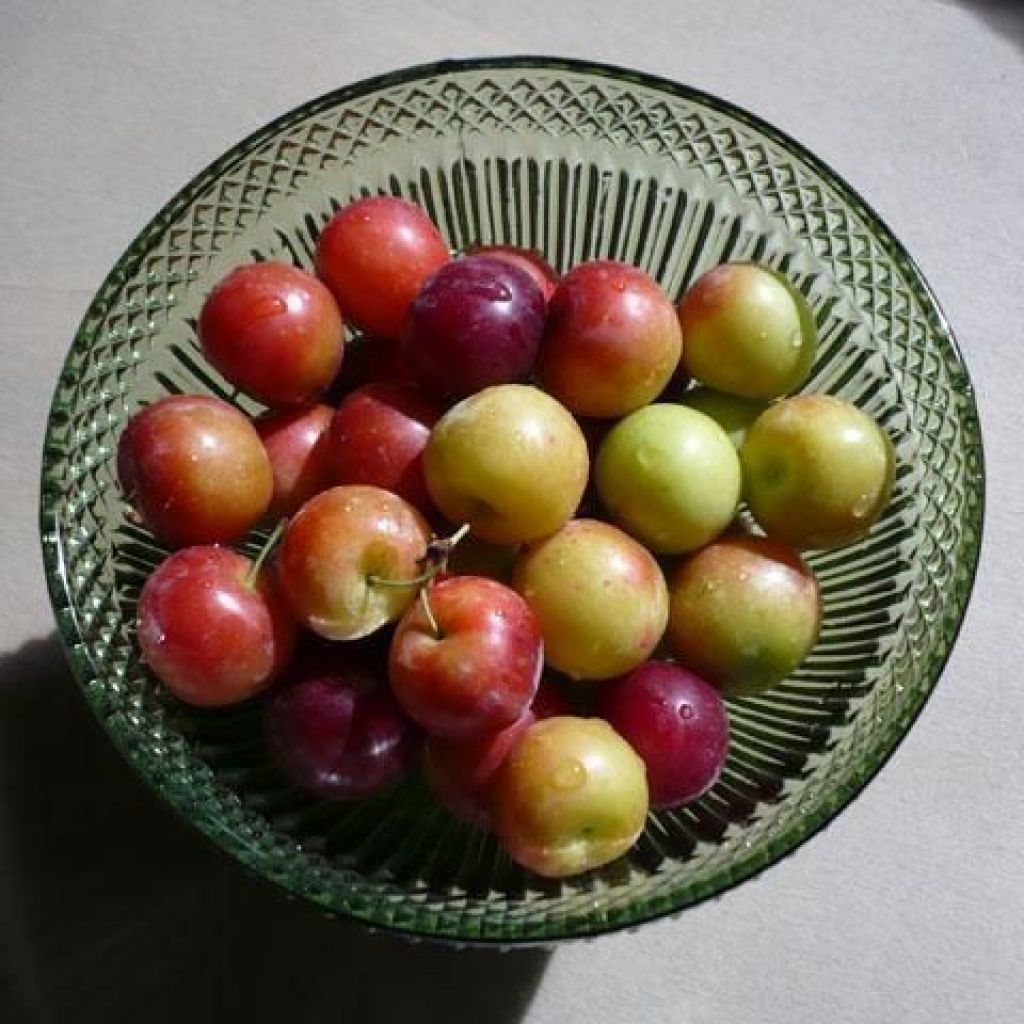 SUSINE variet&agrave; Rusticane