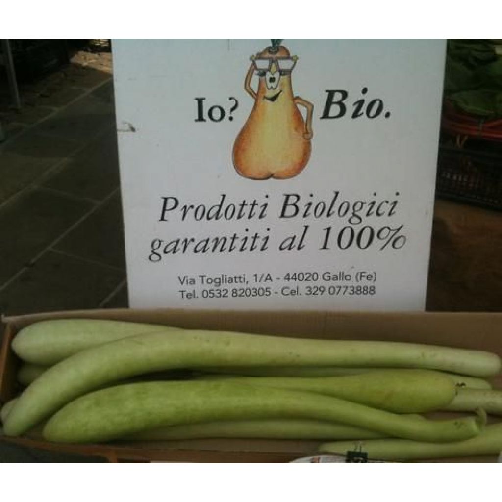 ZUCCHINE LUNGHE variet&agrave; Cucuzza