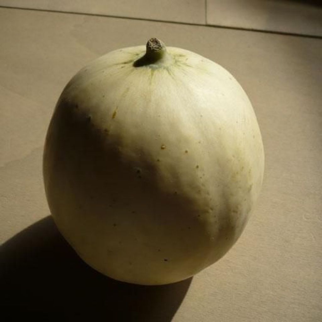 MELONE LISCIO BACIR