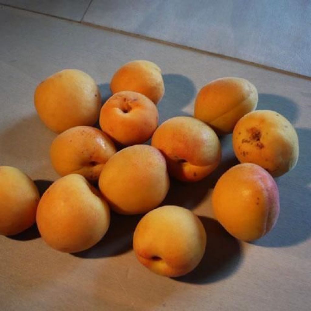 ALBICOCCHE MATURE PER MARMELLATA