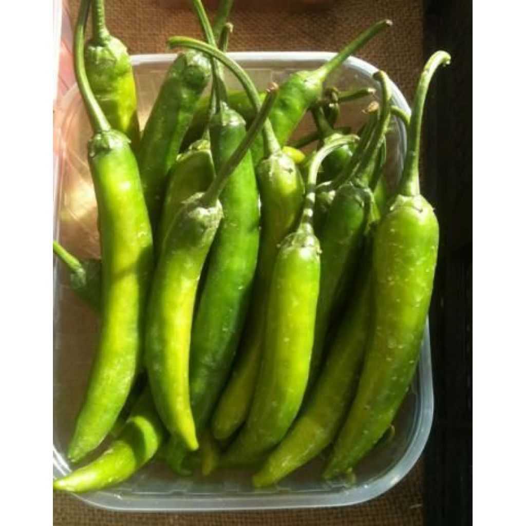 PEPERONI VERDI LUNGHI (piccanti)