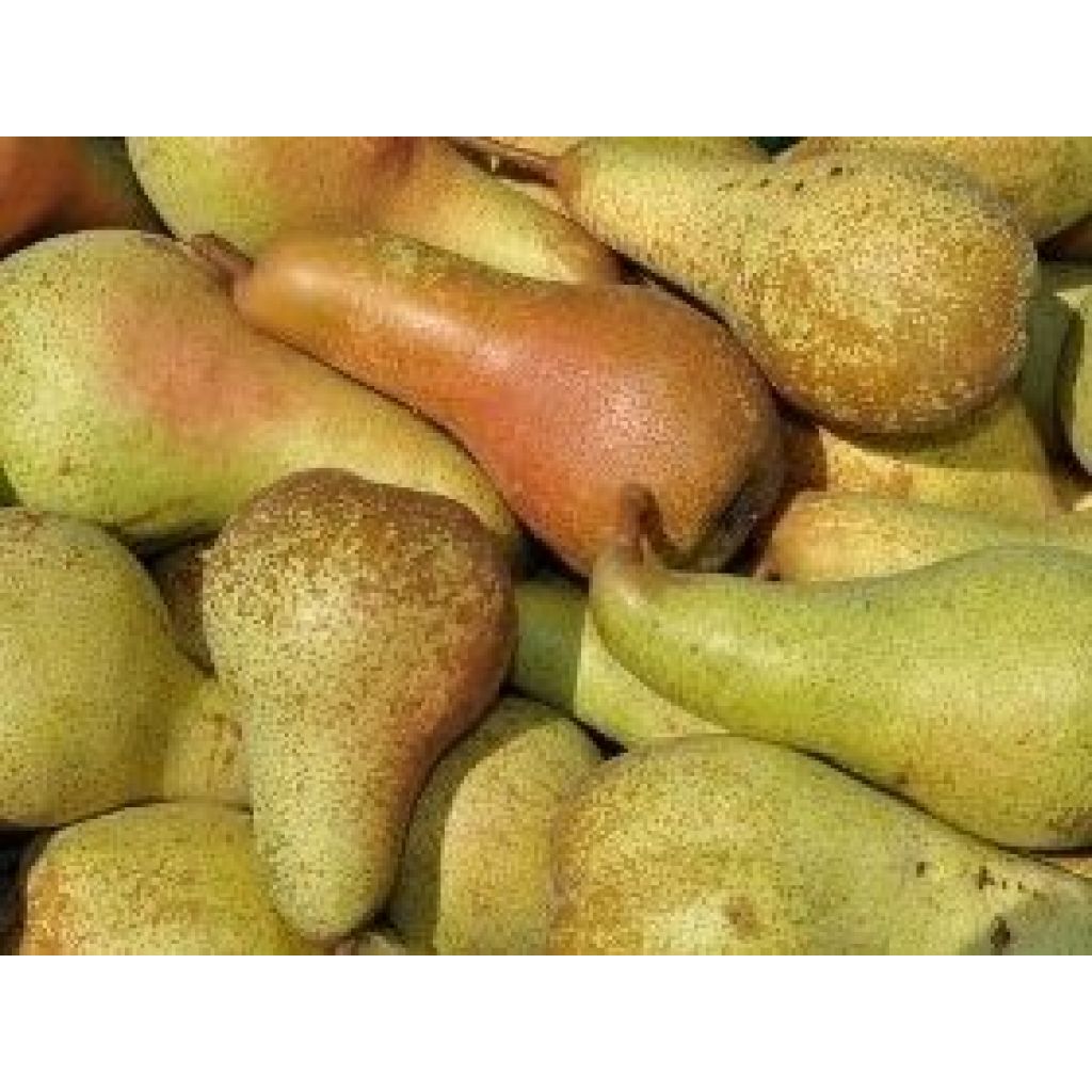 PERE KAISER+MELE FUJI