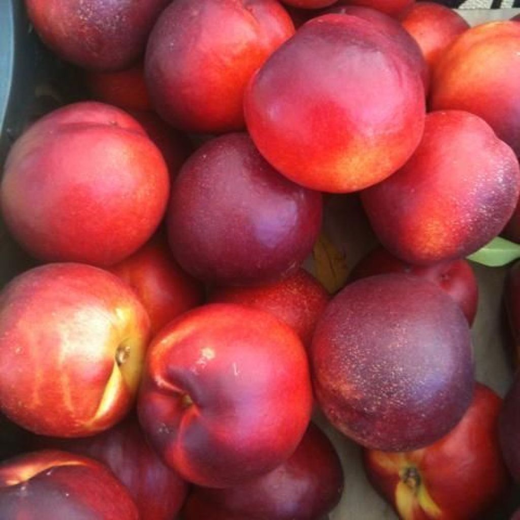 NETTARINE ROSSE