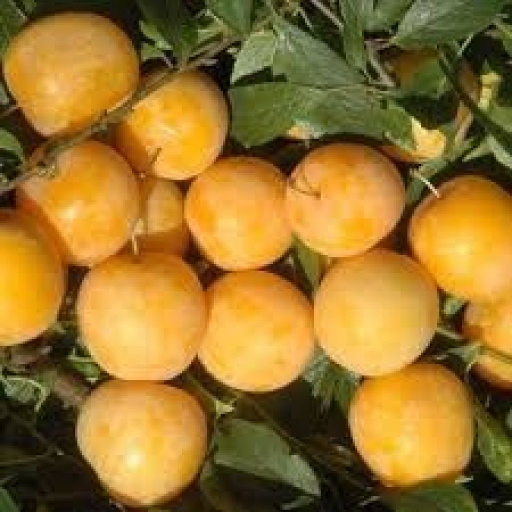 SUSINE GIALLE GOCCIA D'ORO